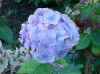 Culz_Flower_LBlue.jpg (39926 bytes)