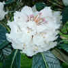 Culz_Flower_White.jpg (39728 bytes)