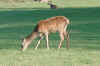 Deer1_Culz.jpg (34129 bytes)